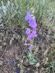 Penstemon secundiflorus