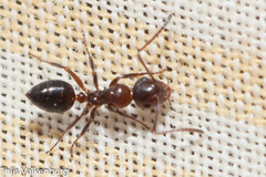 Camponotus lateralis