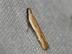 Mesophleps adustipennis