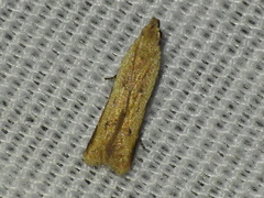 Mesophleps adustipennis