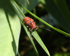 Tetraopes femoratus
