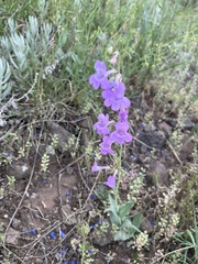 Penstemon secundiflorus