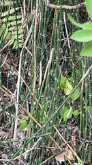 Equisetum hyemale