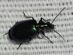 Lebia viridis