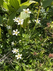 Parnassia fimbriata