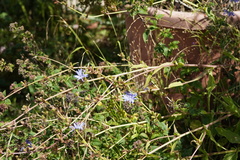 Cichorium intybus