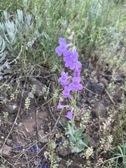 Penstemon secundiflorus