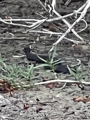 Agkistrodon piscivorus