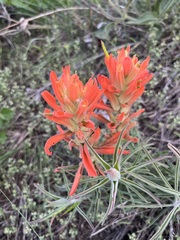 Castilleja integra
