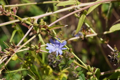 Cichorium intybus