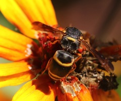 Euodynerus hidalgo