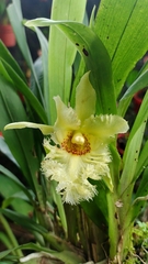 Chondroscaphe chestertonii