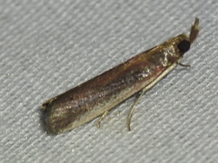Tampa dimediatella