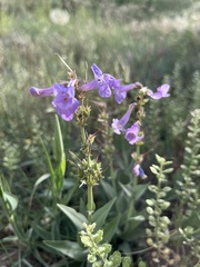 Penstemon secundiflorus