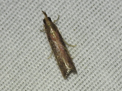 Tampa dimediatella