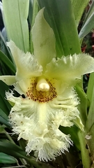 Chondroscaphe chestertonii