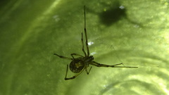 Latrodectus geometricus