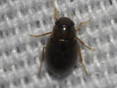 Berosus