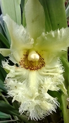 Chondroscaphe chestertonii