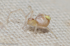 Simitidion simile