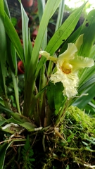 Chondroscaphe chestertonii