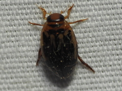 Coptotomus