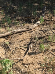 Aspidoscelis stictogrammus