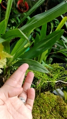 Chondroscaphe chestertonii