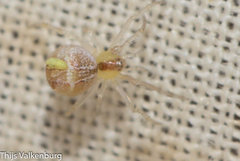 Simitidion simile