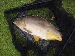 Cyprinus carpio carpio