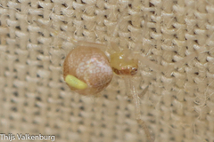 Simitidion simile