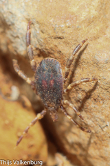 Hyalomma