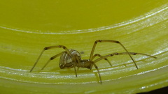 Latrodectus geometricus