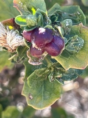 Rhopalomyia californica