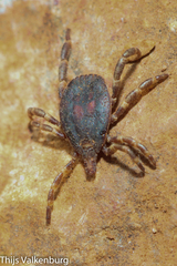 Hyalomma