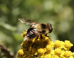 Eristalis anthophorina