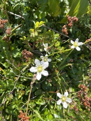 Parnassia fimbriata