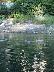Mergus merganser americanus