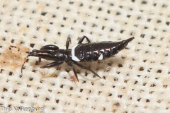 Compsothrips
