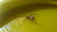 Latrodectus geometricus