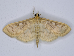 Herpetogramma pertextalis