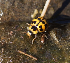 Harmonia octomaculata