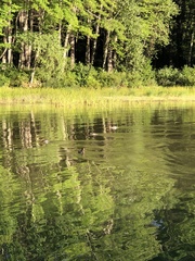Mergus merganser americanus