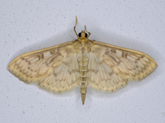 Herpetogramma pertextalis