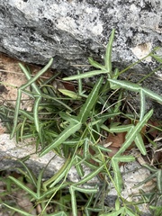 Passiflora tenuiloba