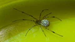 Latrodectus geometricus