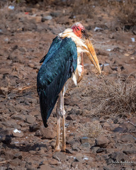 Leptoptilos crumenifer