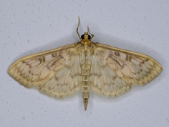 Herpetogramma pertextalis