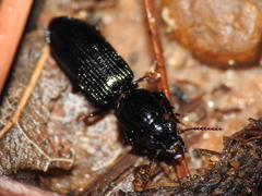 Clivina