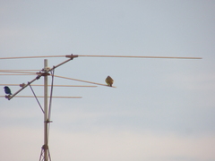 Pitangus sulphuratus